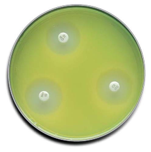 B21275X | Mueller Hinton Agar 100/pk