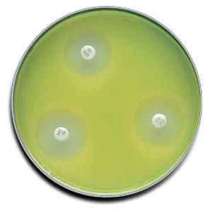 B21275X | Mueller Hinton Agar 100/pk