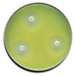 B21275X | Mueller Hinton Agar 100/pk