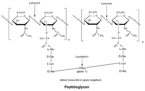 ICN10083110 | Lysozyme 10g
