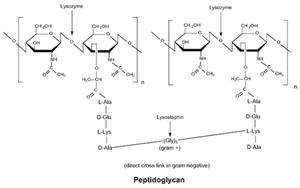 ICN10083110 | Lysozyme 10g