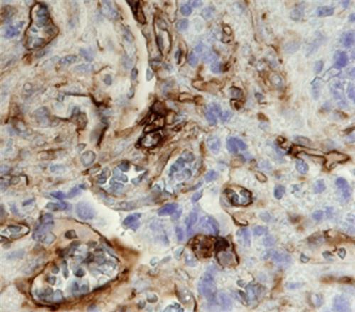 AF5676SP | Hintegrin A1 Aff Pur Pa 25 Ug
