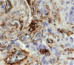 AF5676SP | Hintegrin A1 Aff Pur Pa 25 Ug