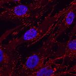 AF3824SP | Hintegrin B5 Aff Pur Pa 25 Ug