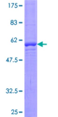 89959324 | Ralgps2 Protein