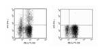 BDB554702 | Hu Ifn-gma Apc Mab 0.1mg B27