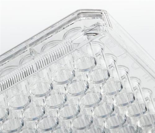 FB012931 | Fisherbrand Surface Treated SterileTissue Culture