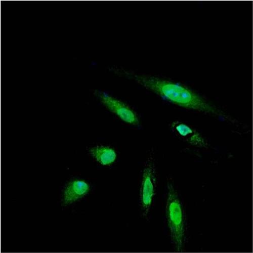 MA1142A488 | Invitrogen Antigen DYKDDDDK Tag Host Species Rat T