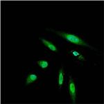 MA1142A488 | Invitrogen Antigen DYKDDDDK Tag Host Species Rat T