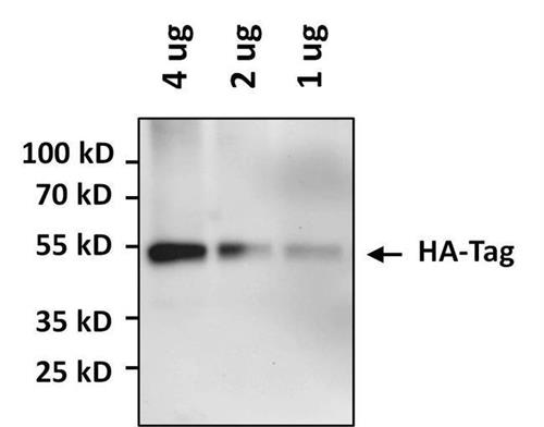 PIPA1985HRP | Invitrogen Antigen HA Tag Host Species Rabbit Targ