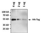 PIPA1985HRP | Invitrogen Antigen HA Tag Host Species Rabbit Targ