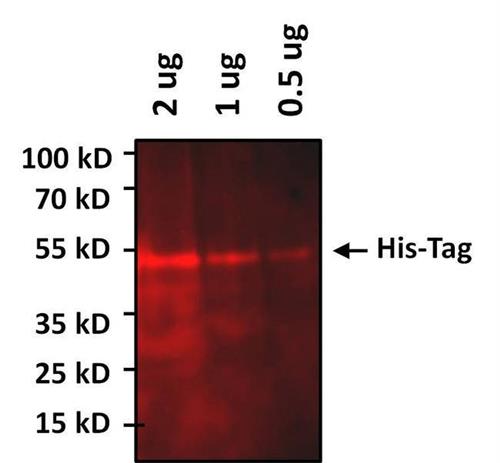 MA121315A64 | Invitrogen Antigen 6x His Tag Host Species Mouse T