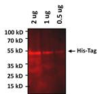 MA121315A64 | Invitrogen Antigen 6x His Tag Host Species Mouse T