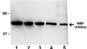 PIMA527544 | Ma527544 Mbp Antibody