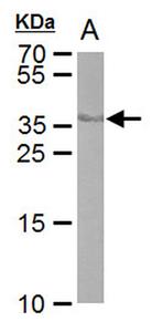 PIMA527870 | Invitrogen Antigen Cre recombinase Host Species Mo