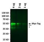 MA1980A488 | Invitrogen Antigen c Myc Host Species Mouse Target