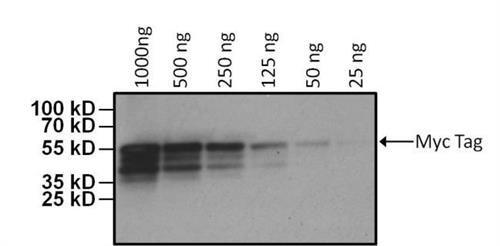 MA121316HRP | Invitrogen Antigen Myc Tag Host Species Mouse Targ