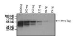 MA121316HRP | Invitrogen Antigen Myc Tag Host Species Mouse Targ