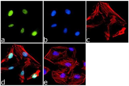 PA1823A | Invitrogen Antigen PPAR delta Host Species Rabbit