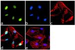 PA1823A | Invitrogen Antigen PPAR delta Host Species Rabbit