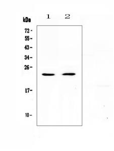 PIPA579279 | Pa579279 antibody