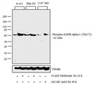 PIPA517831 | Invitrogen Antigen Phospho AMPK alpha 1 2 Thr183 T
