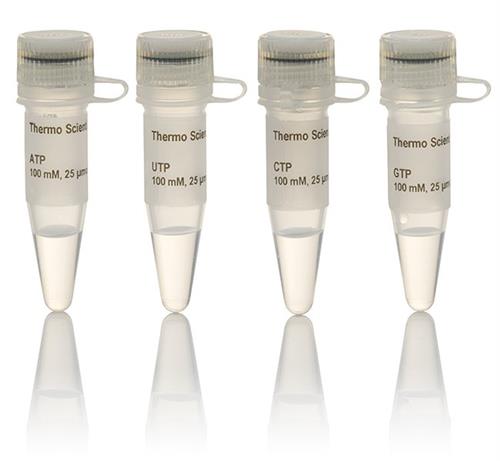 FERR0481 | Thermo Scientific NTP Set 100 mM Solution Quantity