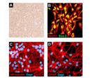 SCC008 | MilliporeSigma Chemicon ReNcell VM Human Neural Pr