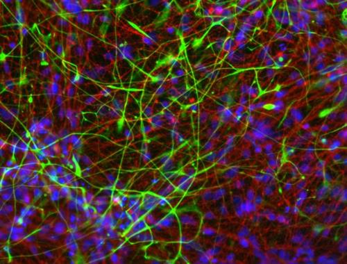 SCM111 | MilliporeSigma Human ES iPS Neural Differentiation