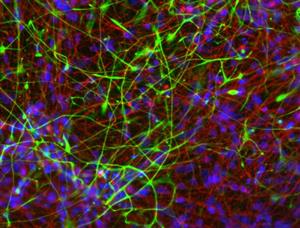 SCM111 | MilliporeSigma Human ES iPS Neural Differentiation