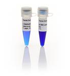 FERSM0103 | Thermo Scientific Lambda DNA HindIII Marker ready