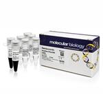FERSM0372 | Thermo Scientific GeneRuler 50 bp DNA Ladder Quant