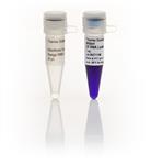 FERSM1821 | Thermo Scientific RiboRuler High Range RNA Ladder