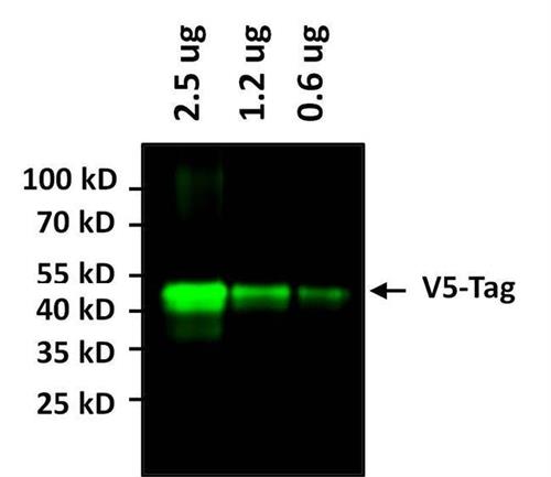 377500A488 | V5 Tag