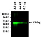 377500A488 | V5 Tag
