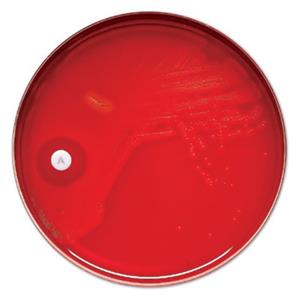 B31047 | P Taxo Discs 6vl/pk         Rx