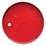 B31047 | P Taxo Discs 6vl/pk         Rx