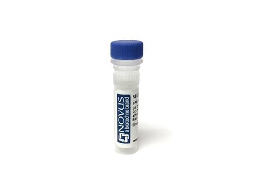 NB093658 | gamma glutamyl hydrolase Host Rabbit Applications