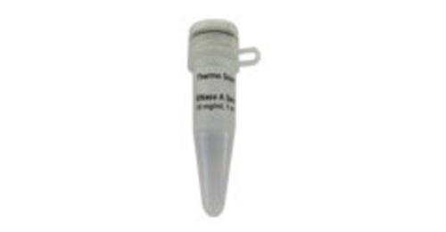 FEREN0531 | Thermo Scientific RNase A DNase and protease free