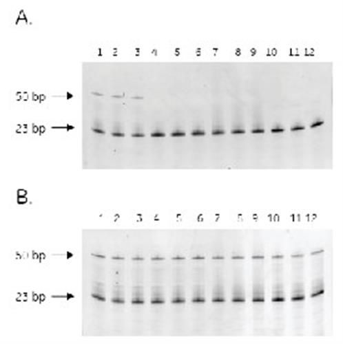 25150001 | HOT START MASTER MIX