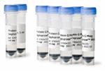 28967066 | PROTEIN G MAG SEPHAROSE XTRA 2X1ML