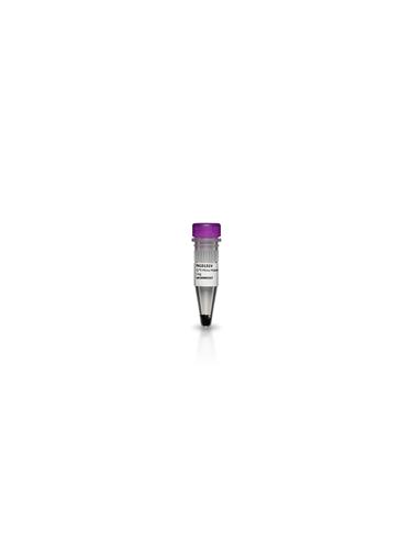 PA15130 | CY 5 MALEIMIDE 5MG