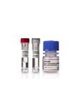 E70092Y | SHRIMP ALKALINE PHOSPHATASE,500U