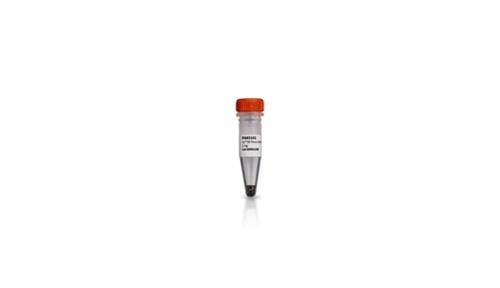 PA63106 | CY3B NHS ESTER 25MG