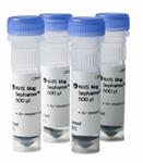 28951380 | NHS Mag Sepharose 4x500ul