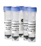 28967062 | PROTEIN A MAG SEPHAROSE XTRA 5X1ML