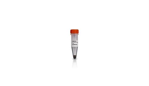 PA63106 | CY3B NHS ESTER 25MG