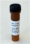  6B6C-1/HRP conjugate undiluted, 50µl