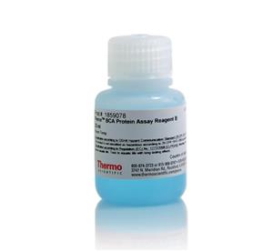 23224 | PIERCE BCA PROTEIN ASSAY REAGENT B 25 ML