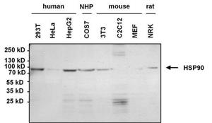 31446 | GOXMS IGG IGM H L XADS HRP 1.5 ML